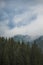 Cloudy grey rainy sky over old green coniferous wood