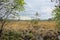 Cloudy heath landscape with youg pine trees in De Liereman nature reserve, Turnhout, Belgium