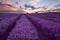 Cloudy landscape with lavender in the summer at the end of June. Contrasting colors, beautiful clouds, dramatic sky.