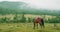 Cloudy landscape view in the meadow in scenic background picturesque mist forest. Beautiful brown horse under light rain