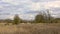 Cloudy marsh landscape with reed and bare willow trees