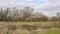 Cloudy marsh landsscape with flowering hawthonrn bushes