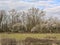 Cloudy marsh landsscape with flowering hawthonrn bushes