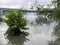 Cloudy morning without sun. calm lake, beautiful branches curved into the water,