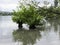 Cloudy morning without sun. calm lake, beautiful branches curved into the water,