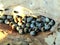 Cloudy periwinkle snails found on Driftwood on beach