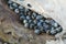 Cloudy periwinkles on dead wood