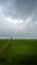 cloudy and rainy scene at the paddy field