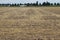 Cloudy sky. Agricultural field. Wheat harvesting. Tree branches and lush foliage.