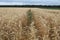 Cloudy sky. Agricultural field. Before wheat harvesting. Tree branches and lush foliage.