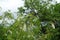 Cloudy sky and blossoming Robinia pseudoacacia