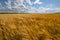 Cloudy sky over golden field. rain before.