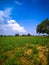 Cloudy sky over green millet plants field