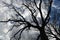 Cloudy sky seen through bare branches near Moritzburg, Saxony, G