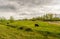 Cloudy sky and two dark brown grazing Galloway cattle