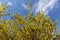Cloudy sky and yellow flowers of forsythia in March