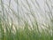 Cloudy sky through young green thin blades of grass on which sit different insects