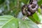 Cloudy Snail Eater Snake - Costa Rica Wildlife