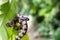 Cloudy Snail Eating Snake in Wild - Dominical, Puntarenas, Costa Rica