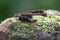 Cloudy Snail Sucker, Sibon nebulatus