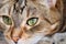 Cloudy spot on the cat eye. Disease of blindness in an animal