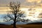 Cloudy sunrise with Silhouette of Large old oak tree along a farm drive on a bare winter morning