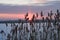 Cloudy winter sunset through the dry weed on river, selective focus