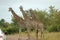 Clour image of group of three giraffes standing in dirt road