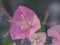 Clouse_up aper flower, Bougainvillea