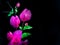 Clouse_up aper flower, Bougainvillea, Bougainvillea glabra Choisy on isolate dark background
