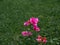 Clouse_up aper flower in garden, Bougainvillea, Bougainvillea glabra Choisy, nature background