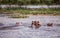 Clouse up of hippos sitting in the water on the river Nile