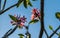 Clouse up pink color plumeria flower at sunset.