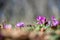 Clouse-up of spring blooms of pink cyclamens  in the forest. Primroses. . Cyclamen hederifolium