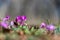 Clouse-up of spring blooms of pink cyclamens  in the forest. Primroses. . Cyclamen hederifolium