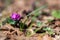 Clouse-up of spring blooms of pink cyclamens  in the forest. Primroses. . Cyclamen hederifolium