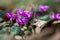 Clouse-up of spring blooms of pink cyclamens  in the forest. Primroses. . Cyclamen hederifolium