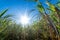 clouse up Sugar cane field with blue sky and sun rays nature ba