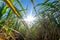 clouse up Sugar cane field with blue sky and sun rays nature ba