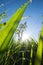 clouse up Sugar cane field with blue sky and sun rays nature ba