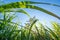 clouse up Sugar cane field with blue sky and sun rays nature ba