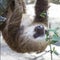 Clouse Up Two Toed Sloth Hanging Upside Down