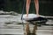 Clouse-up of a woman legs on paddleboard