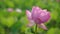 Clouseup of Lotus flower pond at Sensyu park in Akita, Japan