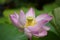 Clouseup of Lotus flower pond at Sensyu park in Akita, Japan