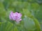 Clouseup of Lotus flower pond at Sensyu park in Akita, Japan