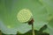 Clouseup of Lotus seed at Sensyu park in Akita, Japan