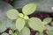 Clove Basil Plant