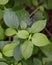 Clove Basil Plant