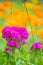 Clove with Californian poppies